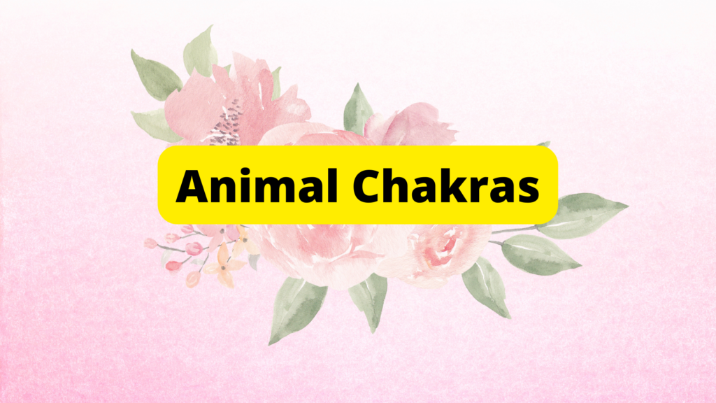 animal chakras